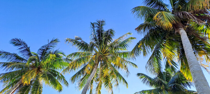 coconut tree against blue sky background	
