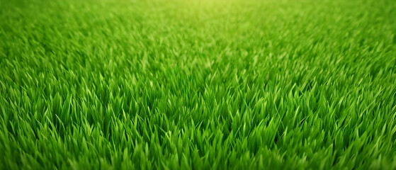 Obraz premium Beautiful lush green grass background on the lawn outdoors in morning. Spring summer natural background. 