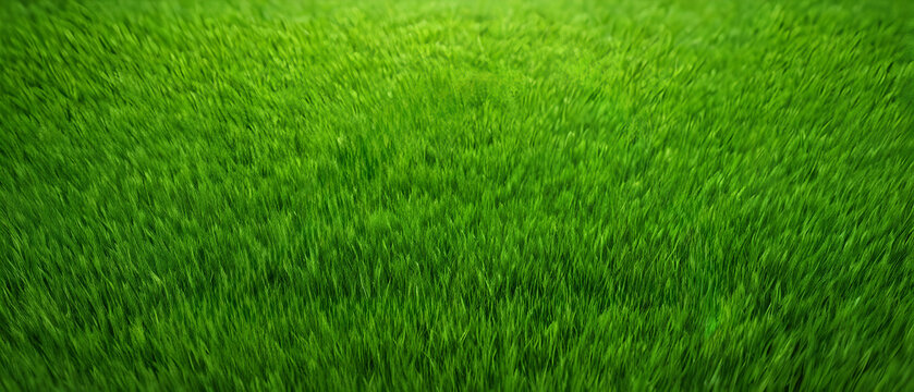 Beautiful lush green grass background on the lawn outdoors in morning. Spring summer natural background. 