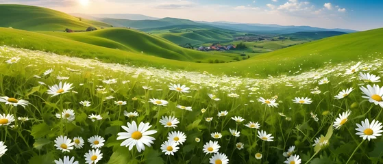 Plexiglas foto achterwand Beautiful blooming field of daisies in the grass in the hilly countryside. Spring and summer natural panoramic pastoral landscape © Rat Art