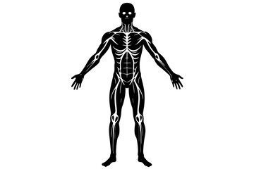 human body silhouette vector illustration