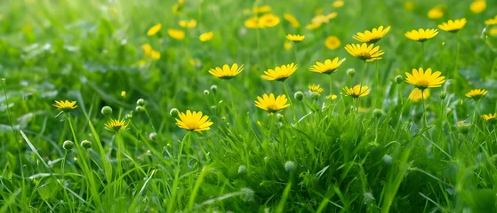 Poster Beautiful green grass and wild yellow flowers on the lawn outdoors in morning. Spring summer natural background.  © Rat Art
