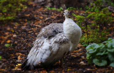 White peacock in the park 1