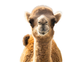 Fototapeta premium camel isolated on transparent background hd png