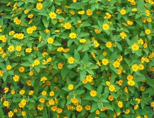 Butter Daisy or Melampodium paludosum, beautiful yellow flowers between green leaf