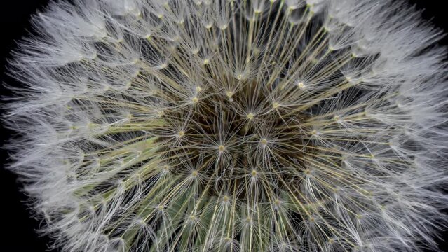 Dandelion sead head opening time lapse. Close up