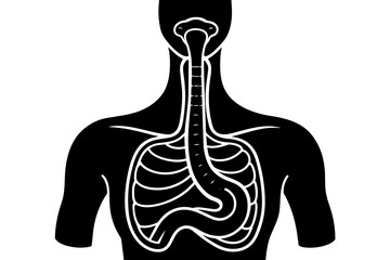 esophagus silhouette vector illustration