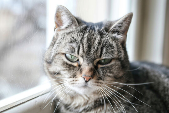 A hilarious close-up of a grumpy-looking cat with a permanent frown