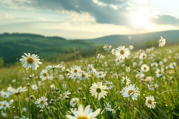 Beautiful daisy field in a lush green mountain landscape. with soft blur and light. Generative AI