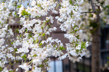 spring blossom cherry tree close up flowers in New York City 