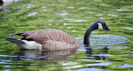 Canada Goose on the water 2