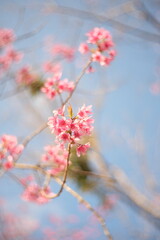 blossom in spring