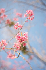 cherry blossoms