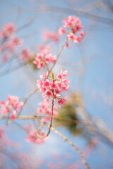 Fototapeta premium pink cherry blossom