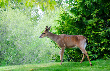 Deer in the woods 1 - Powered by Adobe