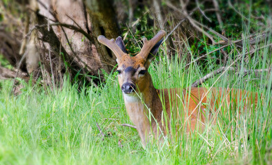 Deer resting in the grass 1