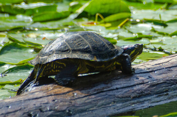 Obraz premium Turtle in the pond on a log 2