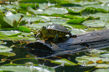 Turtle in the pond on a log 1