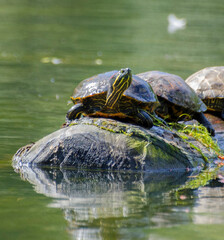 Turtles in the pond on a log 4