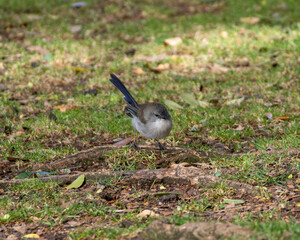 Superb Fairywren collecting food on the grass in country Victoria