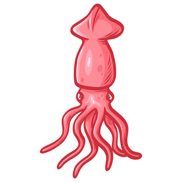 Squid Cuttlefish Pink Seafood Vector Illustration