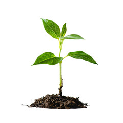 A delicate green sapling emerging from the loose soil.Isolated on transparent background