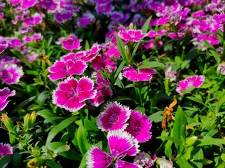 Dianthus chinensis flower in the garden 