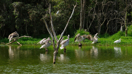 Pélicans sur les rives d'un étang - obrazy, fototapety, plakaty