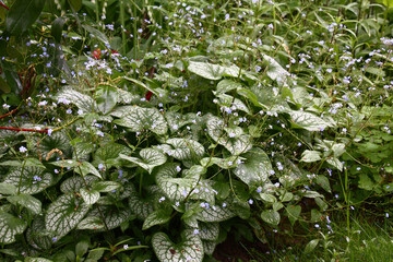 Small blue flowers of a brunnera macrophylla of a grade Jack Frost soar over big leaves with the beautiful drawing.