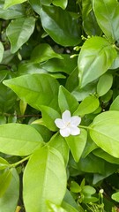 flowers in the garden