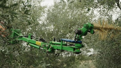 An olive harvester in focus in the background during the olive harvest