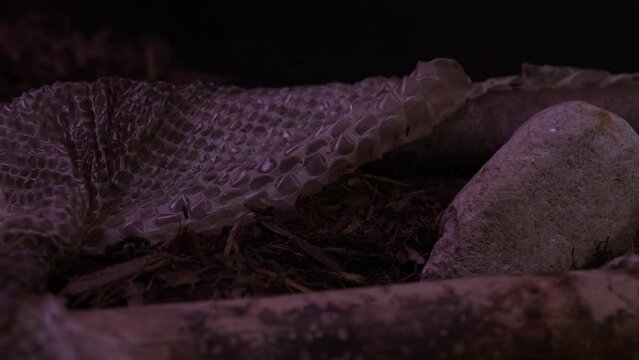 Snake skin on ground after shedding - close up pan shot