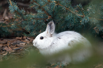 Snowshoe hare under fir, changes fur from white to brown.
