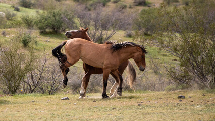 Red bay and buckskin wild horse stallions kicking while fighting in the Salt River Canyon area near Mesa Arizona United States