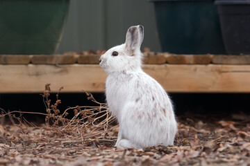 Snowshoe hare changes white fur into brown in spring.