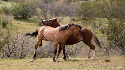 Tan buckskin and bay wild horse stallions kicking while fighting in the Salt River Canyon area near Mesa Arizona United States