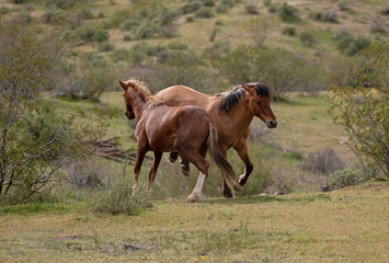 Buckskin and bay wild horse stallions kicking while fighting in the Salt River Canyon area near Mesa Arizona United States