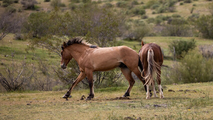Tan buckskin and bay wild horse stallions running while fighting in the springtime desert in the Salt River wild horse management area near Mesa Arizona United States