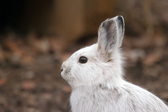 Snowshoe hare changes white fur into brown in spring.
