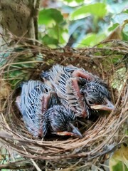 bird in nest