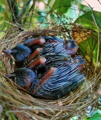 bird in nest