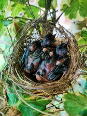 Two little birds with little feathers in the grass nest in the garden.