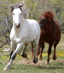 Obraz na płótnie Canvas The Chase Between Wild Horses
