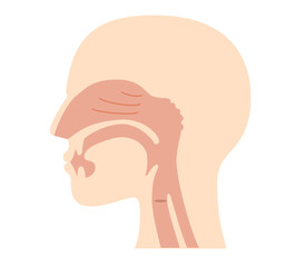 横から見た鼻腔と咽頭の解剖学イラスト