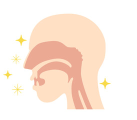 横から見た鼻腔と咽頭の解剖学イラスト