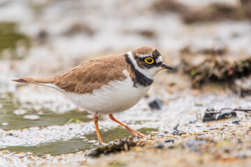 Little ringed plover (Charadrius dubius), bird standing on the lake shore