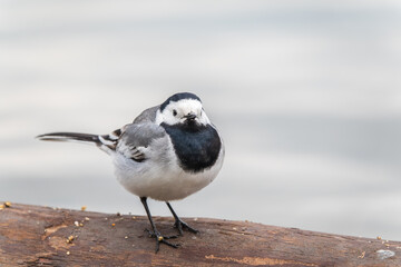 Wagtail sits on the ground with a beautiful blurred background.
