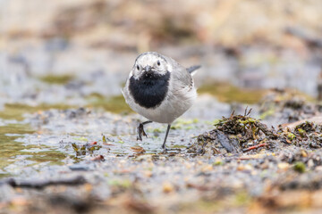 Wagtail sits on the ground with a beautiful blurred background.