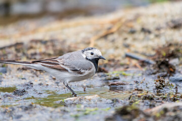 Wagtail sits on the ground with a beautiful blurred background.