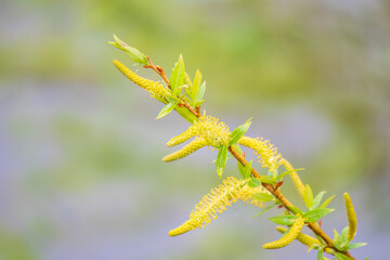 Nature awakes in spring. Blooming willow twigs and furry willow-catkins, so called seals or cats. Holly willow, Salix caprea, is a national symbol of Ukraine.